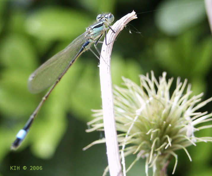 Dragonfly 2 [NL 2006]   KIH